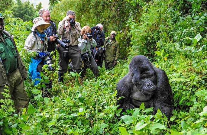 2-Day Budget Gorilla Trekking Adventure